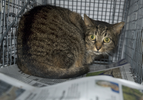 Bronte after Vet.jpg Bronte after Vet